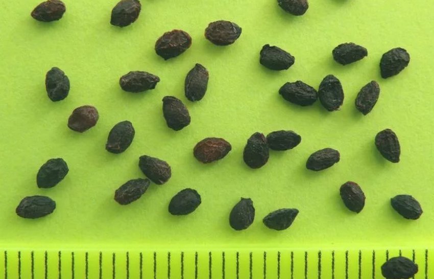 Розмноження насінням Розмноження насінням