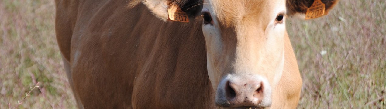 Рязанські аграрії масово працюють на скотарському «харчоблоку»