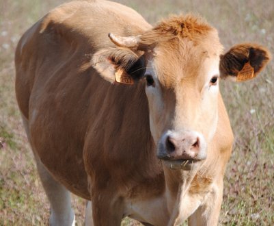 Рязанські аграрії масово працюють на скотарському «харчоблоку»