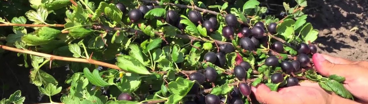 Пізній темно-червоний агрус Чорномор: зовнішній вигляд і основні характеристики