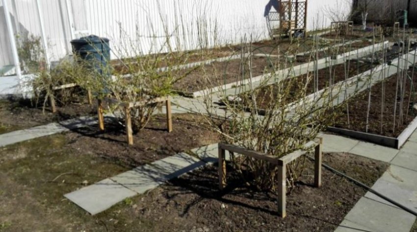 Кустодержатель для кущів аґрусу