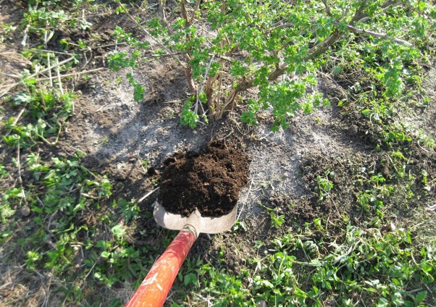 Підживлення агрусу