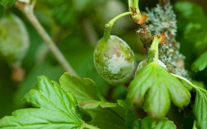 Борошниста роса на аґрусі Борошниста роса на аґрусі