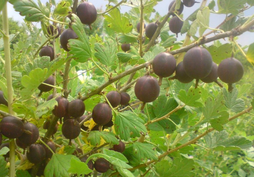 Збирання врожаю агрусу