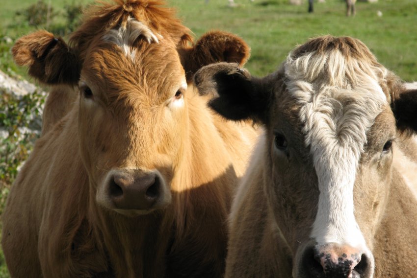В Підмосков'ї налагодять виробництво білків і жирів для ВРХ