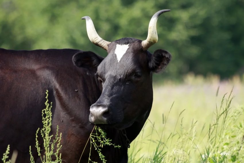 В Підмосков'ї налагодять виробництво білків і жирів для ВРХ