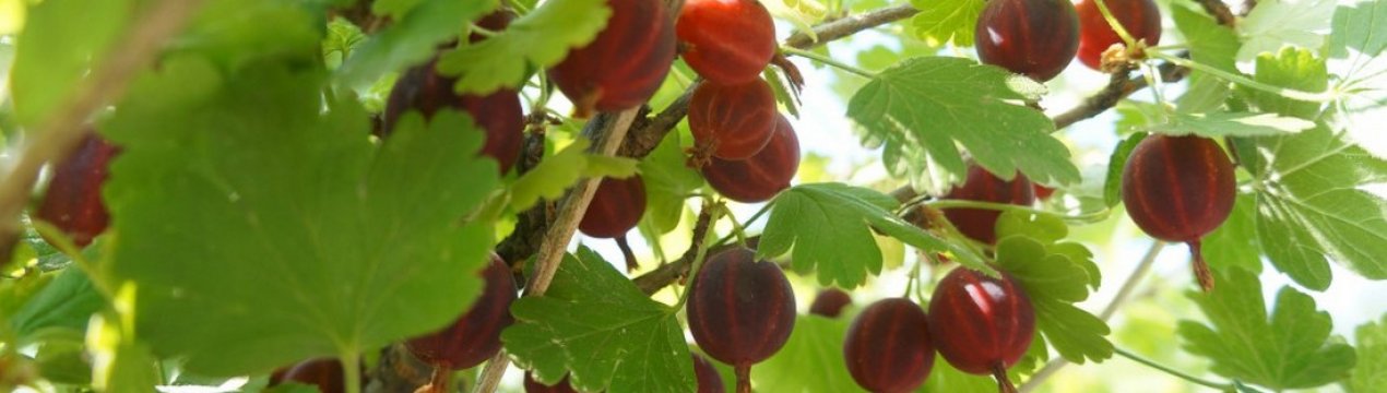 Агрус Челябінський слабошиповатый: основні характеристики