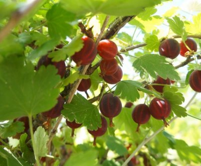 Агрус Челябінський слабошиповатый: основні характеристики