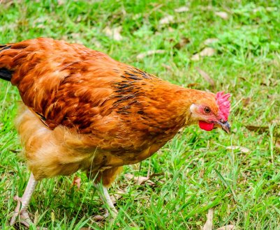 Ставропольські ентузіасти переробили пташиний послід в біогаз і унікальне добриво