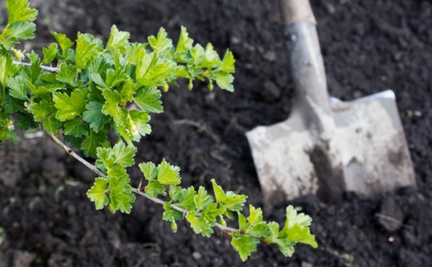 Розпушування грунту під кущем агрусу