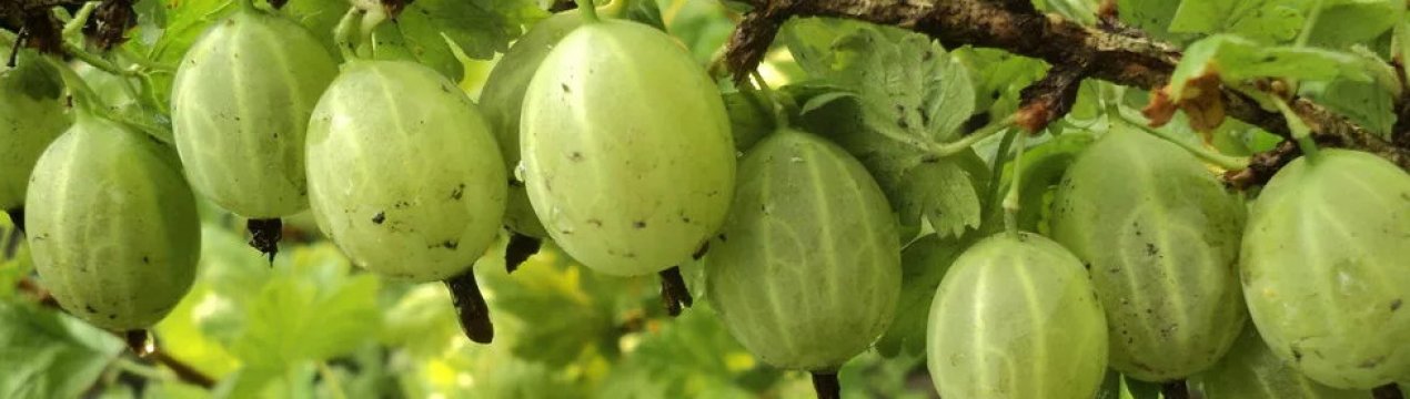 Агрус зелений ранній Уральський смарагд: основні характеристики