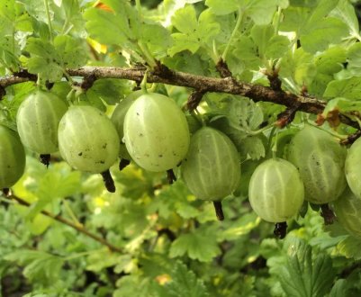 Агрус зелений ранній Уральський смарагд: основні характеристики