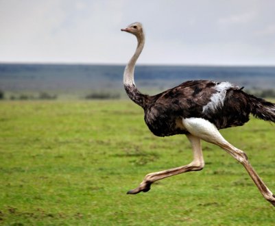 Щедрий грант дозволить росіянці оточити себе козами і страусами