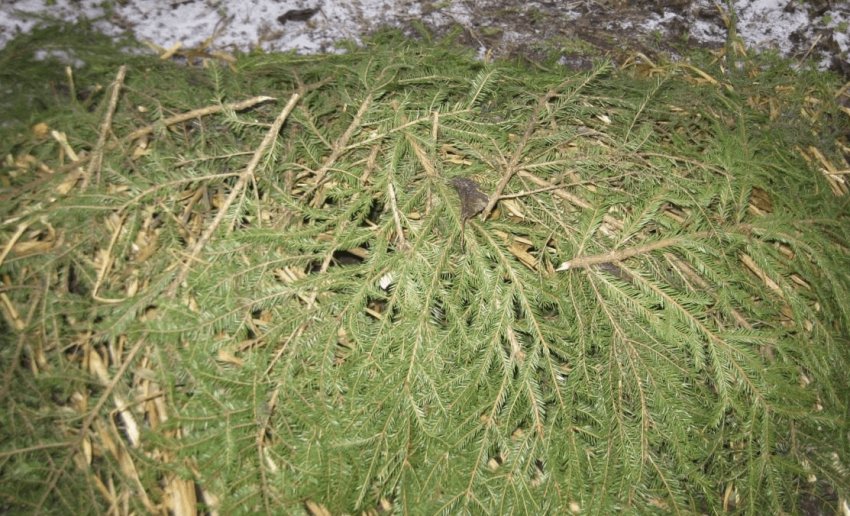 Укриття агрусу лапником на зиму Укриття агрусу лапником на зиму