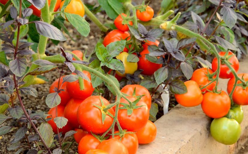 Помідори Санька