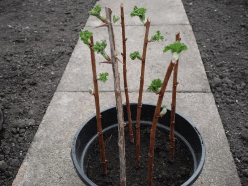 черенки крыжовника одревесневшие. крыжовник черенком. размножение крыжовника черенками. отводки куста крыжовника. отводками куста крыжовника.
