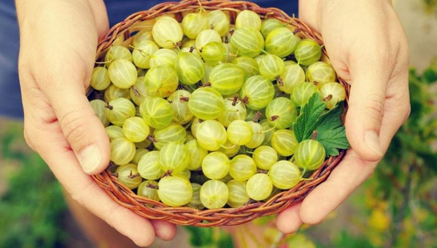 Збір агрусу