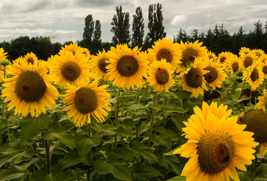 Російські соняшники все активніше переробляють на олію Російські соняшники все активніше переробляють на олію