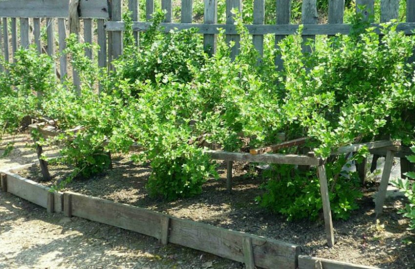 Місце посадки агрусу