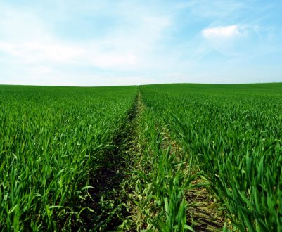 Російські аграрії перевиконують плани ярі