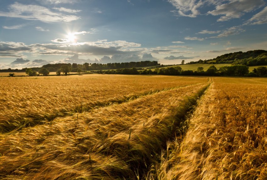 Російські аграрії перевиконують ярі плани Російські аграрії перевиконують ярі плани