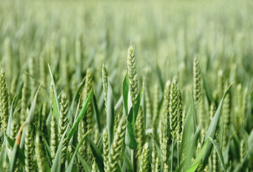 Російські аграрії перевиконують ярі плани Російські аграрії перевиконують ярі плани