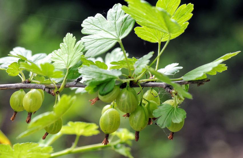 Агрус Уральський смарагд