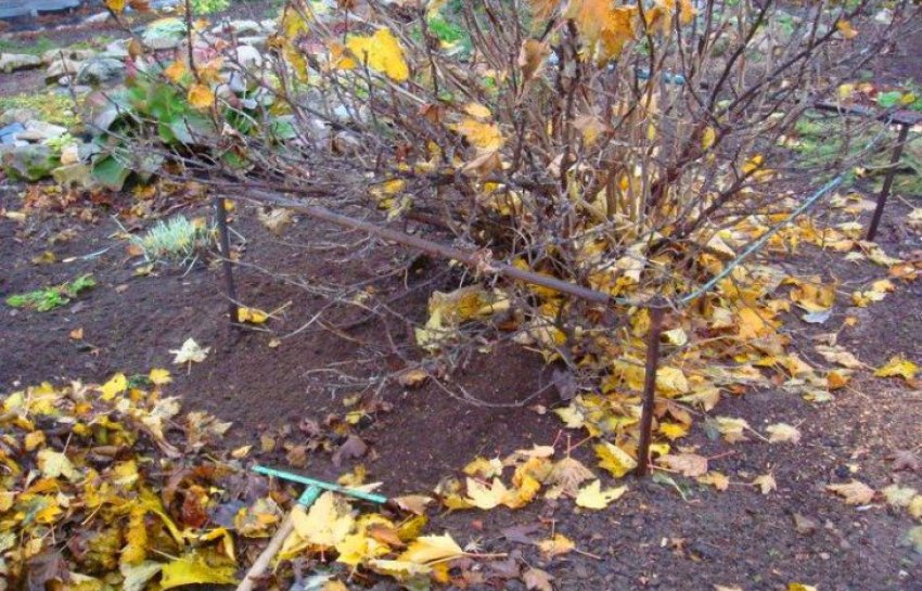 Осіння прибирання листя