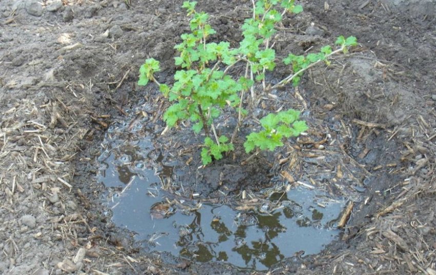 Полив кущі аґрусу