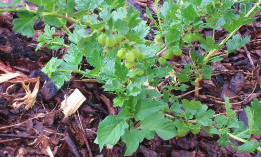 Мульчування грунту під аґрусом