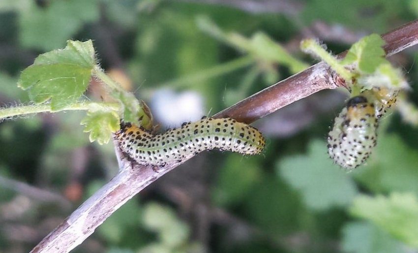 Крыжовниковая гусениця