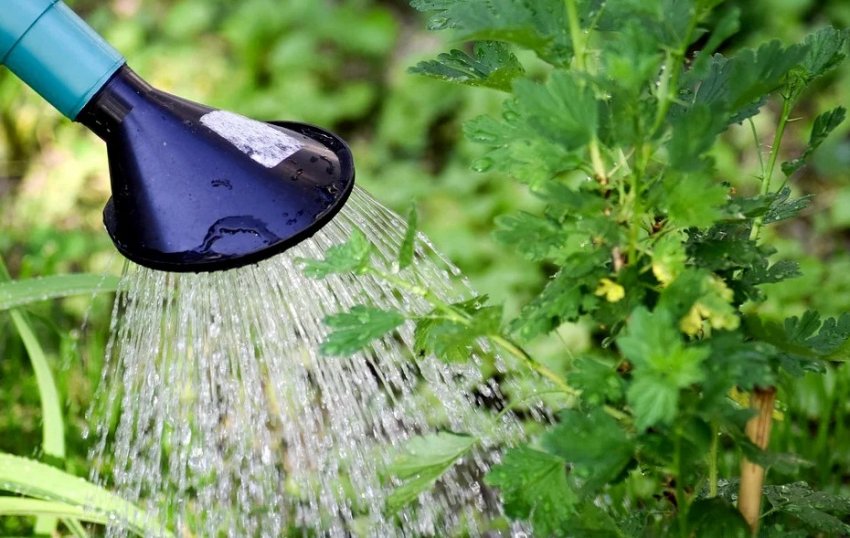 Полив агрусу