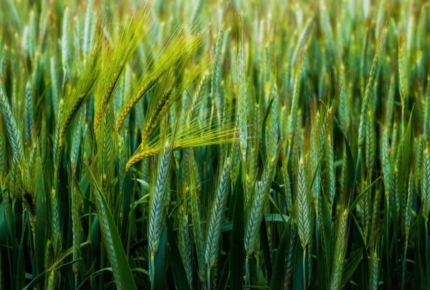 Російську пшеницю везуть в Сирії на чотирьох суднах Російську пшеницю везуть в Сирії на чотирьох суднах