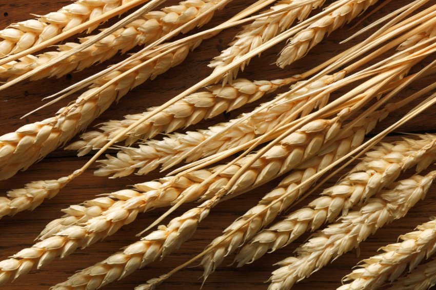 Російську пшеницю везуть в Сирії на чотирьох суднах Російську пшеницю везуть в Сирії на чотирьох суднах