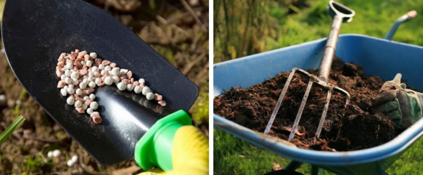 Добриво агрусу