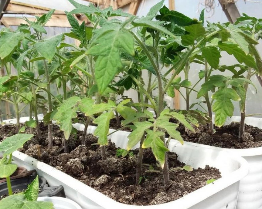 Розсада томатів Санька