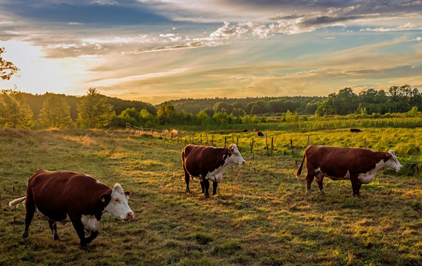 Бруцельоз погубив 27 пензенських корів Бруцельоз погубив 27 пензенських корів