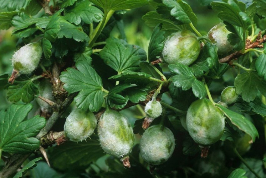 Борошниста роса на аґрусі