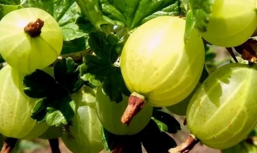 Агрус Білий тріумф Агрус Білий тріумф