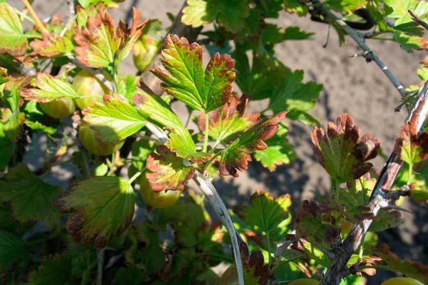 Антракноз агрусу