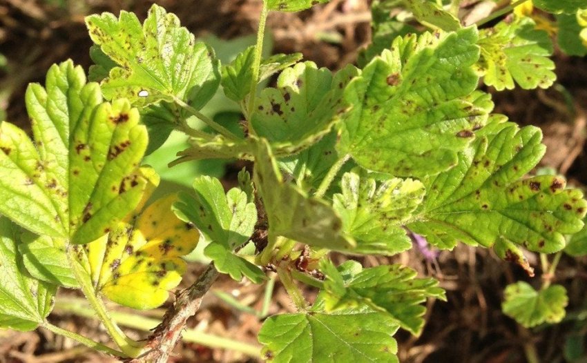 Септоріоз на листках агрусу