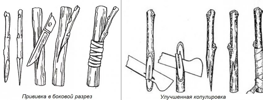 Розмноження щепленнями Розмноження щепленнями