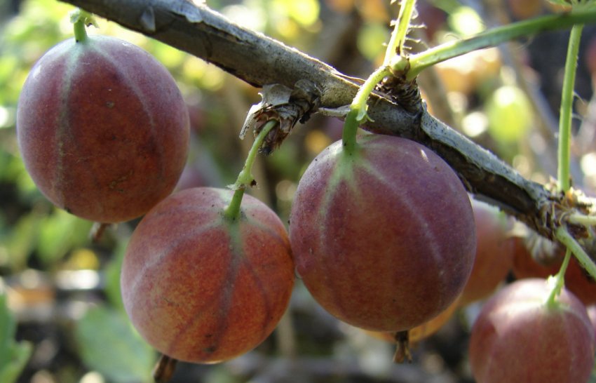 Агрус Салют Агрус Салют