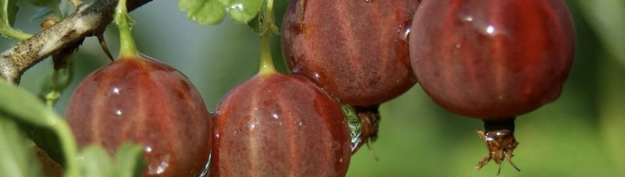 Крыжовник сорта Салют (Salut): описание сорта c фото, отзывы, особенности
