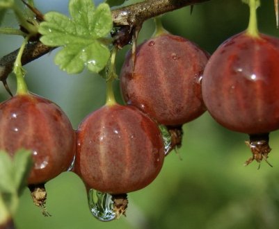 Сорт аґрусу Салют: опис, основні характеристики і зовнішній вигляд сорту