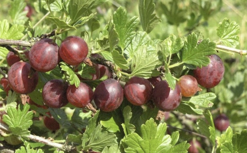 Агрус Салют Агрус Салют