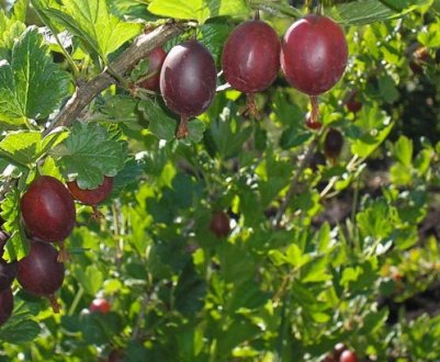 Сорт аґрусу Серенада — зовнішній вигляд і основні характеристики