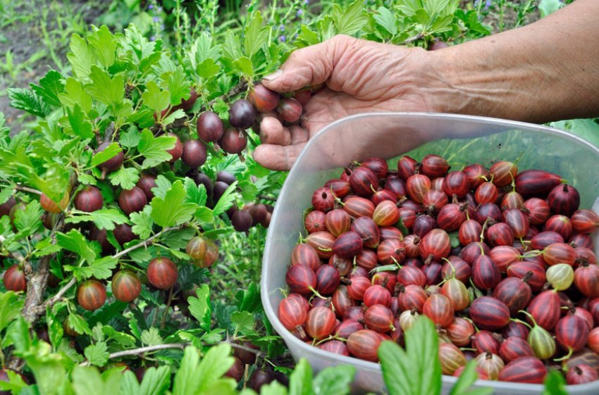 Збір урожаю