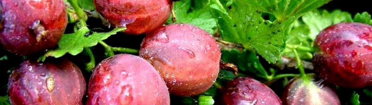 Агрус з рожево-червоними плодами Російський червоний: основні характеристики, зовнішній вигляд