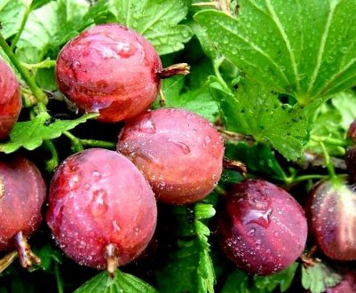 Агрус з рожево-червоними плодами Російський червоний: основні характеристики, зовнішній вигляд